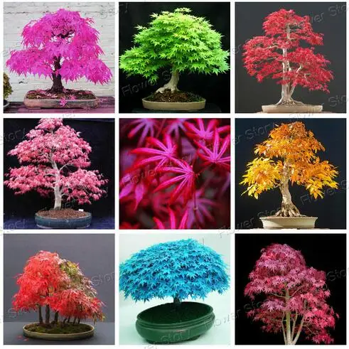 

Rare Blue Maple Seeds Bonsai Tree Plants Pot Suit for DIY Home Garden Japanese Maple Seeds 20 Pcs / Kinds Free Shipping