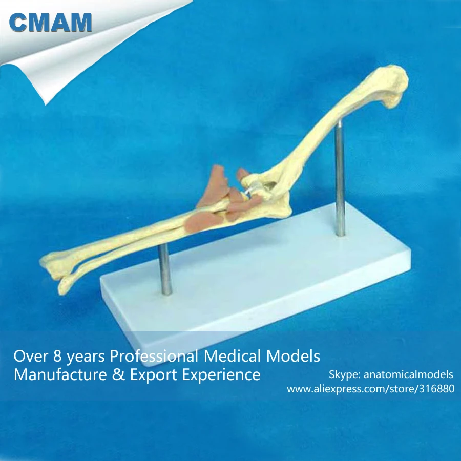 

CMAM-A22 Dog Morbidity Elbow Joint Model w/ Plastic Stand- Medical Veterinary Anatomy, Animal Skeleton Model