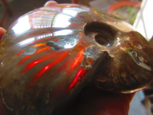 Cheap 574g(1.26 lb) Iridescent Ammonite Ammolite Specimen Fossil Madagascar BFB974