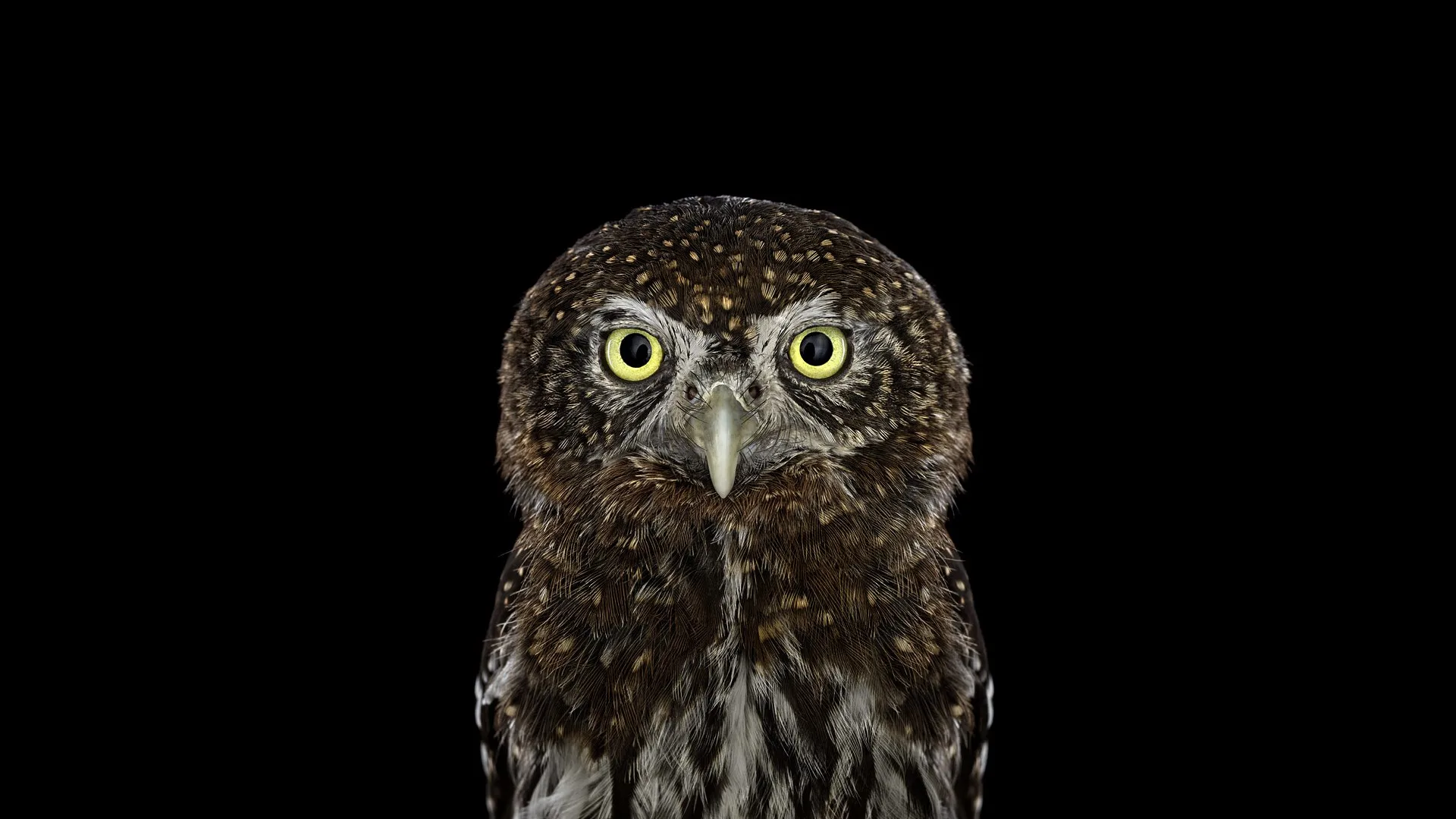 Owl Fotografi Koleksi Poster Dekorasi Rumah Disesuaikan Mode Klasik