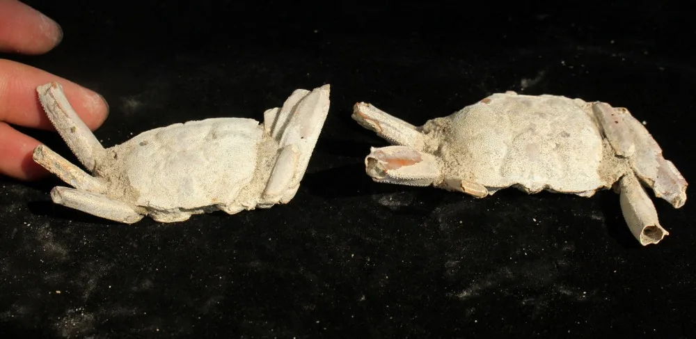 

70g 2pcs Natural crab fossils Specimen From Madagascar