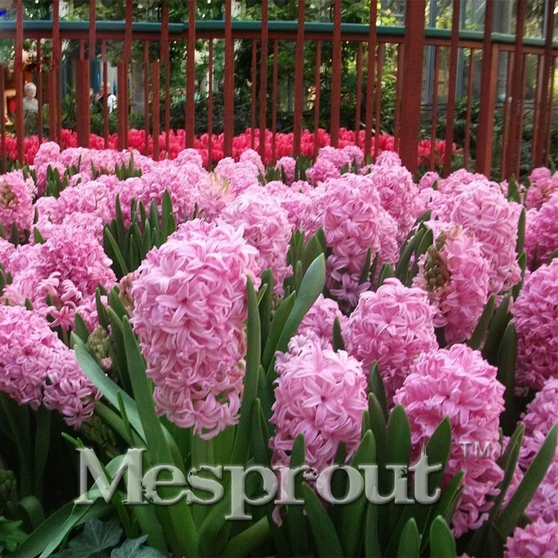 

50PCS Bonsai Pink Hyacinth Bonsai Balcony Plant Bonsai Hyacinthus Orientalis Flower Bonsai Potted Plants for Home&Garden