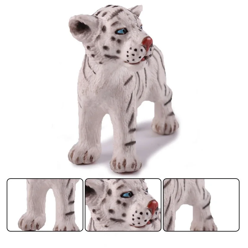 Bengal White Tiger (5)