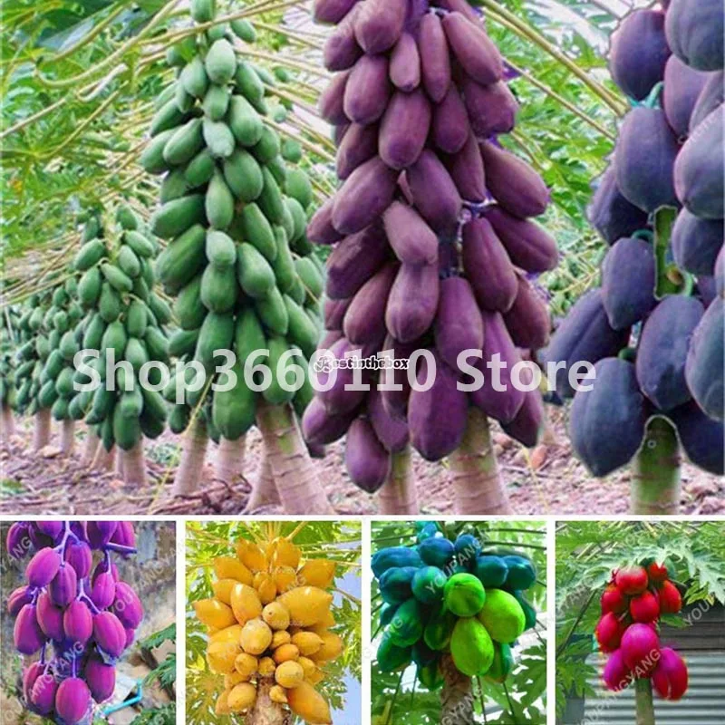 

100% True Japanese Papaya Tree Organic Carica Papaya Bonsai For Garden Vegetable Fruit Plants 30 pcs / bag Outdoor Tropic Fruit