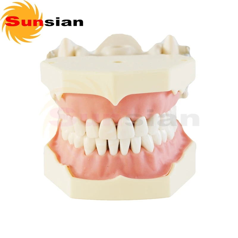 SF Type Teeth Study Model 32pcs ,teeth model,dental teeth models,tooth