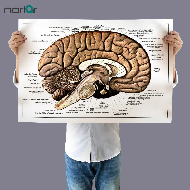 Wall Art Picture Canvas Painting Vintage Human Brain Retro Poster Print