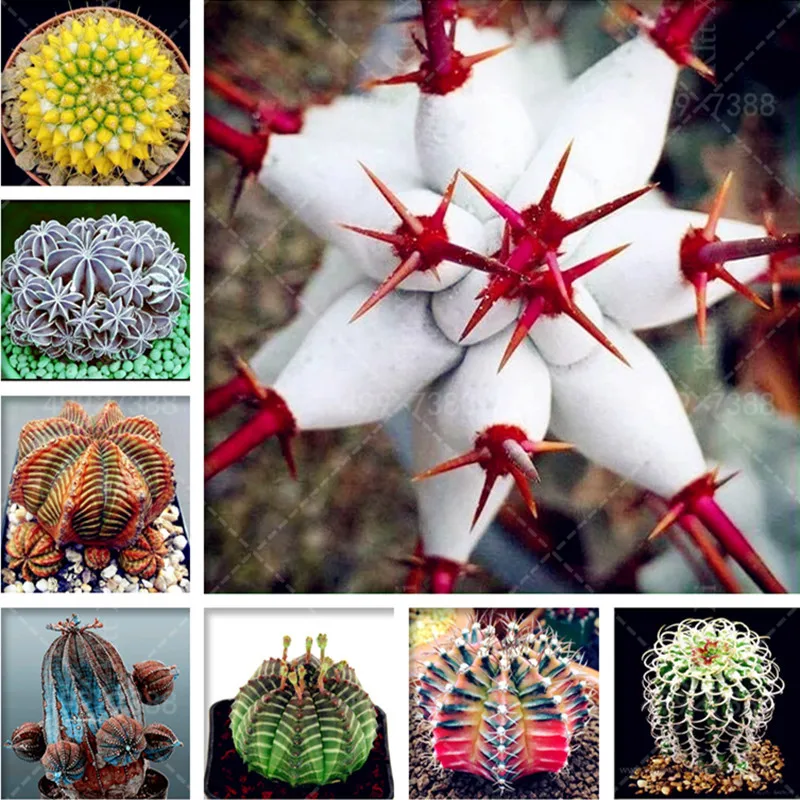 

200 Pcs Rare Mix Succulent Planter Bonsai Lithops Bonsai Pseudotruncatella Living Stone Bonsai Garden Flower Cactus Plants Pot