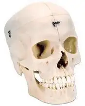 

German Imports High Simulation Skull Model with Sagittal Split Head Bone Model