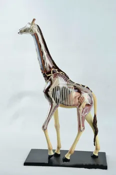 

27pc Animal Anatomy Giraffe Model 4D Educational Puzzle Medical Science Doll Toys for Children Skeleton Educational Science Toys