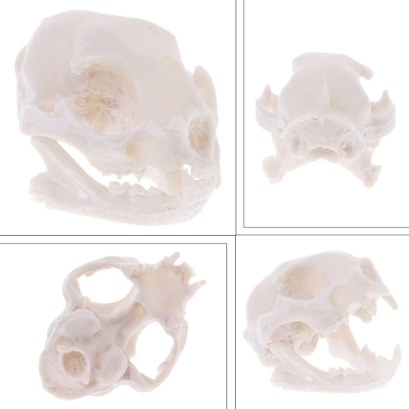 

Aquarium Artificial Resin Cat Skull Replica Teaching Skeleton Model Fish Tank Decors Aquario Stone Is Land Aquarium Decoration