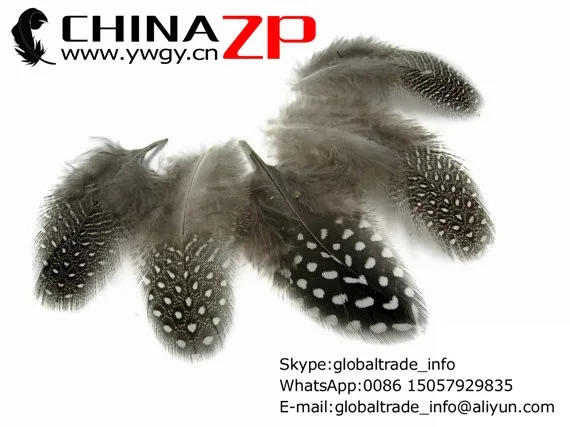 Guinea Feathers,  lb - NATURAL Guinea hen plumage Feathers Wholesale (bulk) 2
