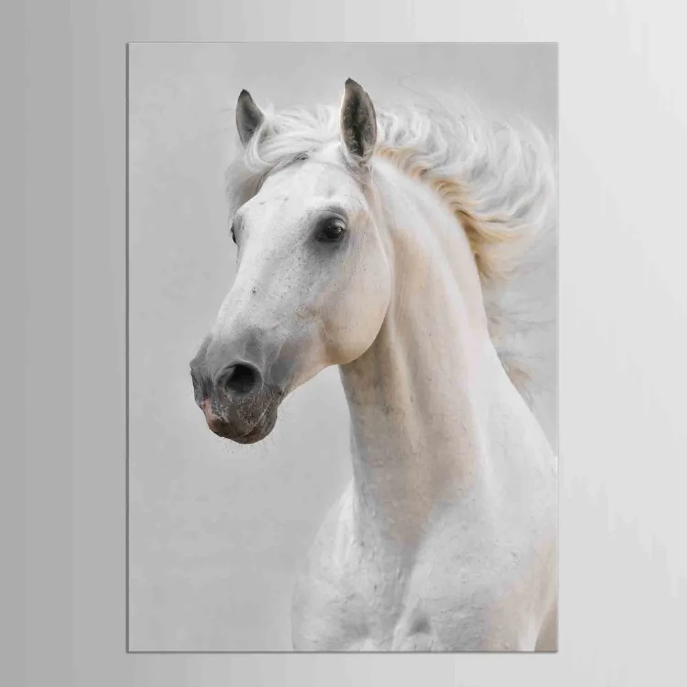 Белая стена конь. Картина лошади. Голова белого коня. Лошадь анфас. Постер лошадь