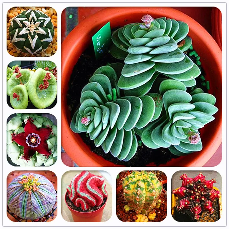 

200 Pcs Rare Living Stones Mix Lithops Bonsai Blooming Flower Succulent Cactus Organic Garden Bulk Bonsai For Home Garden