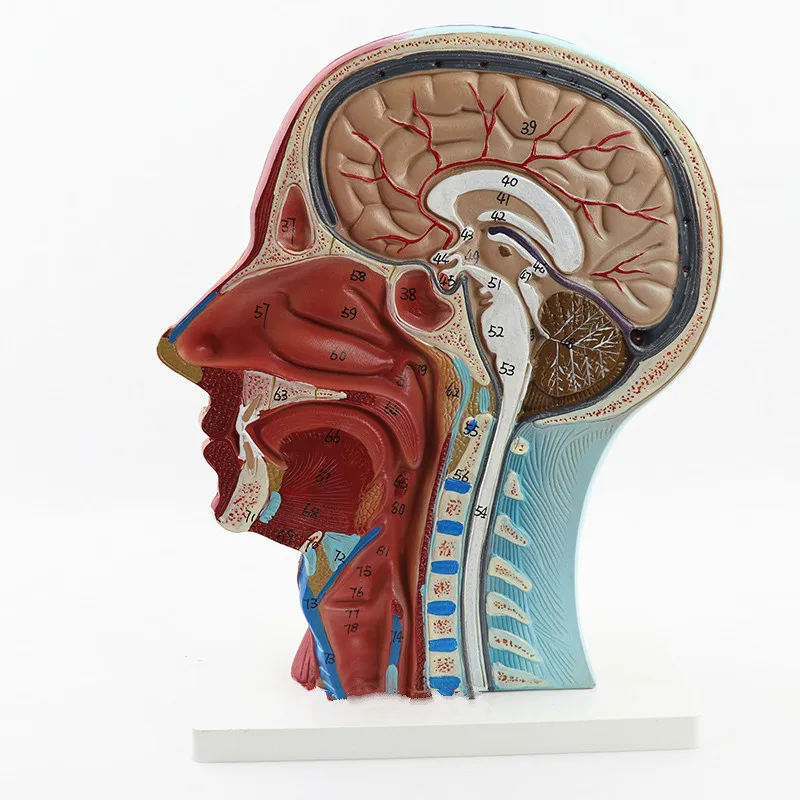 Анатомия черепа человека, медицинская модель анатомии головы и лица, модель цереброваскулярного нерва, модель ЛОР-хирургии, Медицинские Учебные материалы