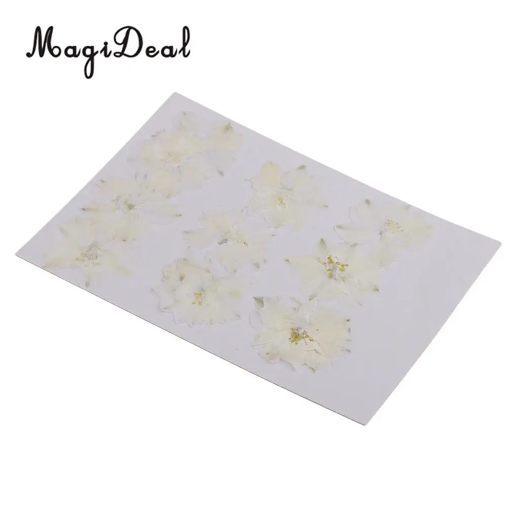 10 / 20Pcs Beautiful Real Pressed Rose Petal Babysbreath Flowers Dried Flowers for Art Craft Scrapbooking DIY Resin Jewelry