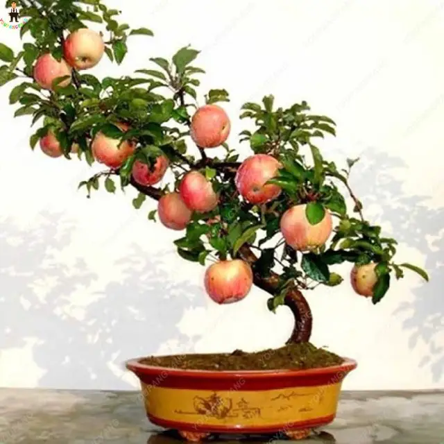 20pcs / bag Dwarf Apple Bonsai Miniature Apple Tree Indoor and Outdoor
