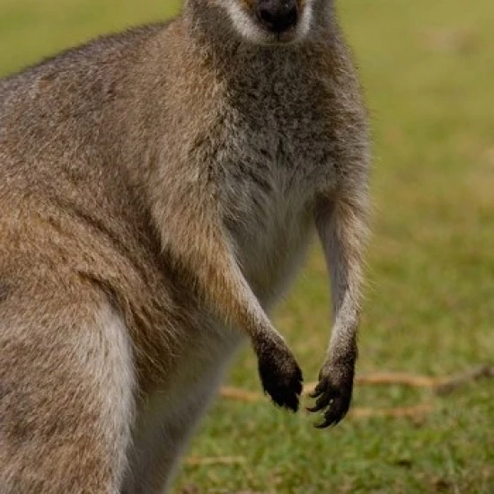 Pretty-faced Wallaby wildlife  AUSTRALIA Poster Print by Pete Oxford (24 x 36)