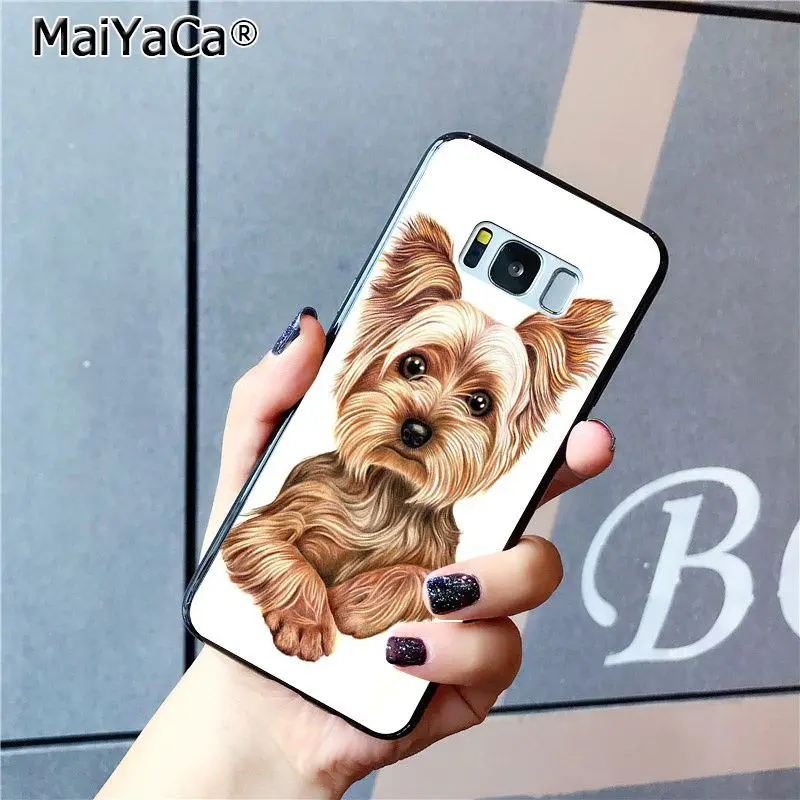 yorkshire terrier dog puppy