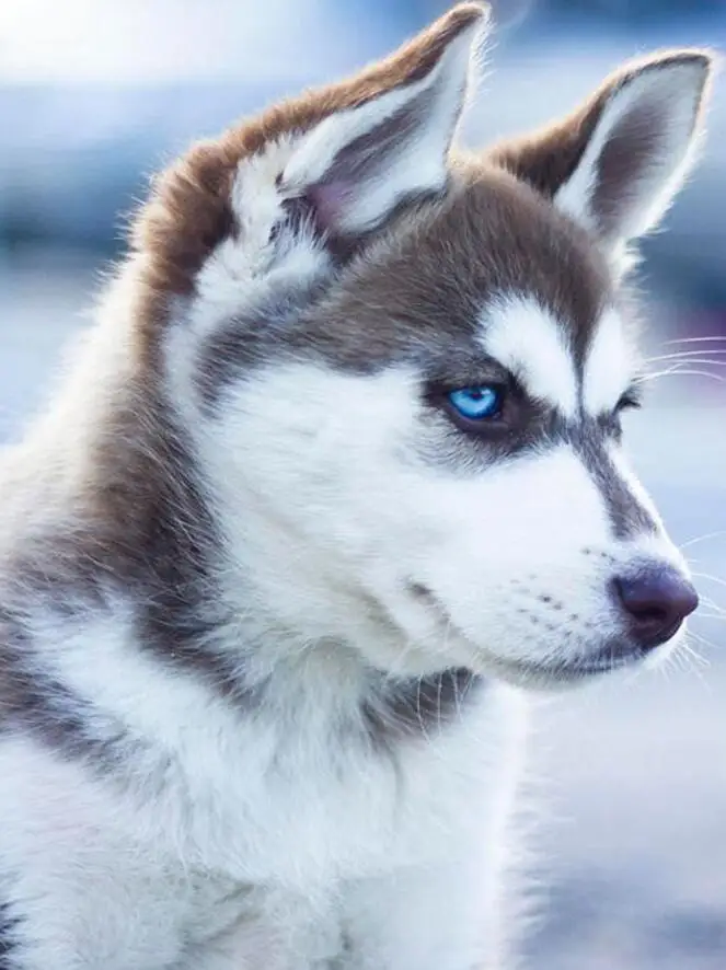 husky