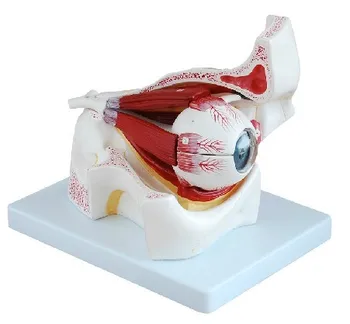 

Anatomical Detachable Eye Model with Orbit 10 Parts Eye/Eyeball with Orbit Model Medical School & Educational Supplies