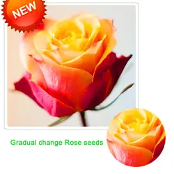Новое поступление! постепенное изменение желтый розовый Роза бонсай растения в горшках Роза редкий цветок сад балкон 100 шт./упак., # GC4NTY