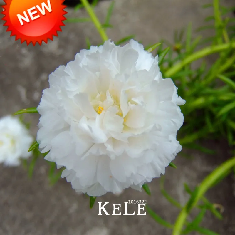 

Time-Limit!!200 Pcs/lot White Portulaca plantas Flower Garden Potted Bonsai Plants Flower Purslane flores Scutellaria Barbata,#U