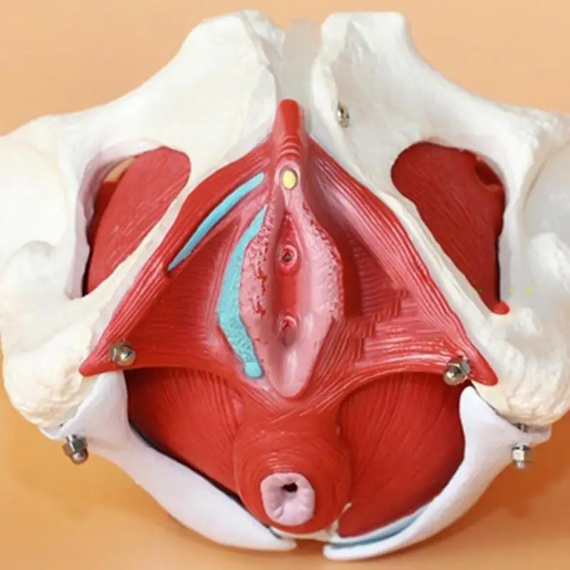 Женскими половыми органами являются. Макет женских половых органов. Необычный женский половой орган. Макет тазового дна. Муляж тазового дна.