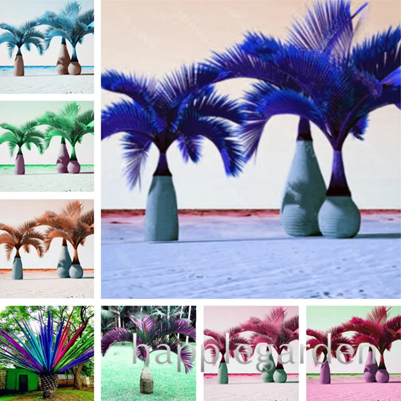 

10 Pcs/bag Bottle Palm bonsai Exotic Plants Tree Bonsai Pots Planters Tropical Ornamental Balcony for Home & Garden Decoration