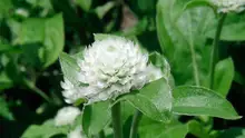 Gomphrena семена белые 10 ШТ. одна тысяча красный амарант Глобуса отличные травянистых высокотемпературных устойчивых к засухе