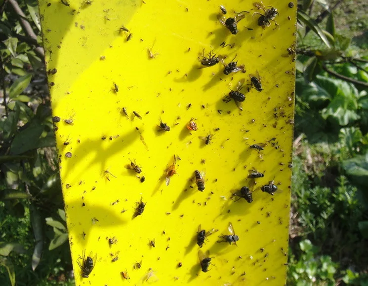 20 Pcs Fly Pest Control Trap Sticky Glue Board for Flies Moths Mosquito Termites Flying Insects Killer Home or Outdoor Non-toxic 20 Pcs Fly Pest Control Trap Sticky Glue Board for Flies Moths Mosquito Termites Flying Insects Killer Home or Outdoor Non-toxic