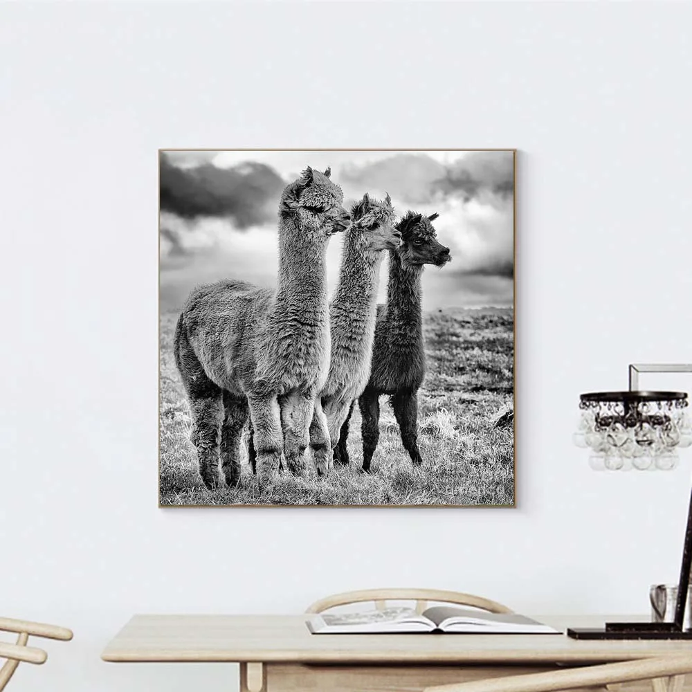 ZJJXM Poster Tableau Impression Toile Noir Et Blanc Alpaga Impression Nordique Mur Art Toile Affiche Peinture Animal D/écoration Image Salon D/écor 70X50Cm No Frame