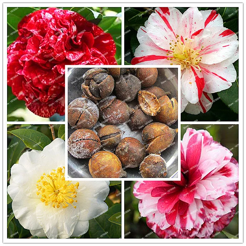 2018 New Arrival 100% Real Common Camellia bulbs Garden Potted Flowers Bonsai Plant 2 particle / pack Indoor&Outdoor plants 2018 New Arrival 100% Real Common Camellia bulbs Garden Potted Flowers Bonsai Plant 2 particle / pack Indoor&Outdoor plants