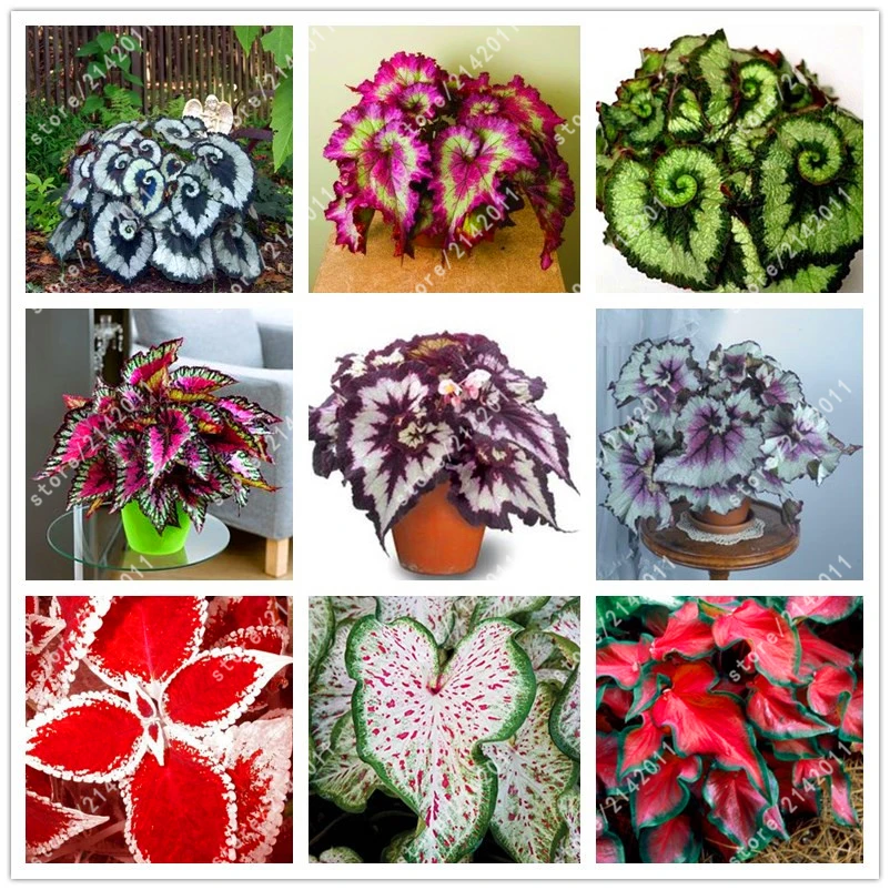 100pcs/bag beautiful Begonia,begonia seeds bonsai flower seeds flowers potted begonia plants for garden balcony Coleus seeds