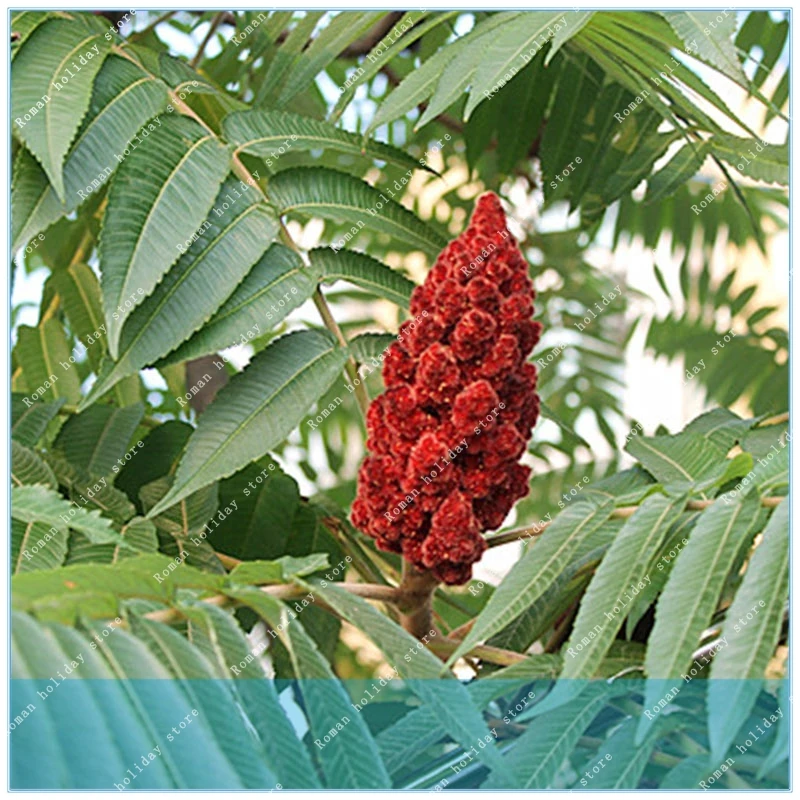 ZLKING 20 Pcs Rhus Typhina Staghorn Sumac Tree Flowering Plant Strong
