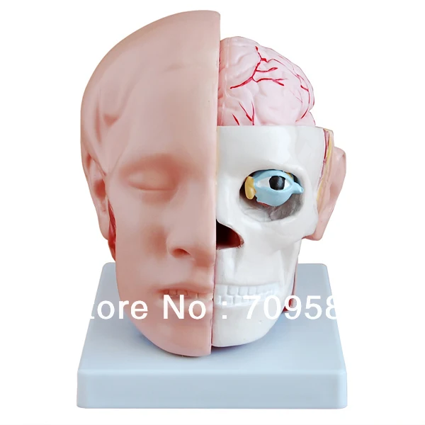 

ISO Human Head with Brain And Brain Artery Model, Head Model