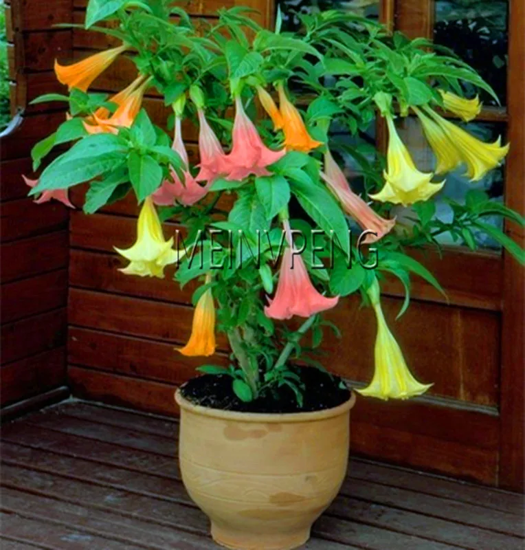 Лучшее предложение! Datura мини бонсай цветочное растение для домашнего сада посадки бругмансия Datura редкий цветок в горшках, 100 Флорес