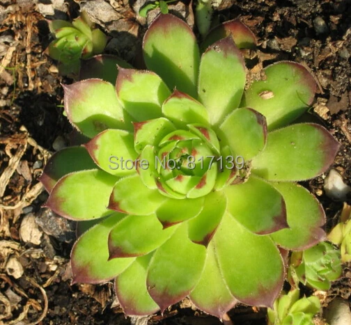 diy home garden plant 10 seeds hens chicks chickens sempervivum succulent seeds free shipping diy home garden plant 10 seeds hens chicks chickens sempervivum succulent seeds free shipping