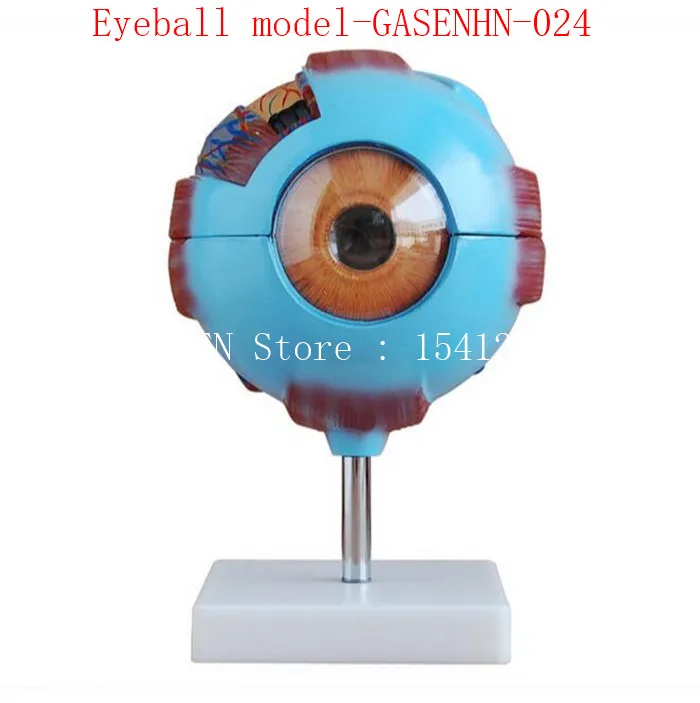 

anatomical model of human eyeball structure teaching Teaching medicine 6 times Eyeball model-GASENHN-024