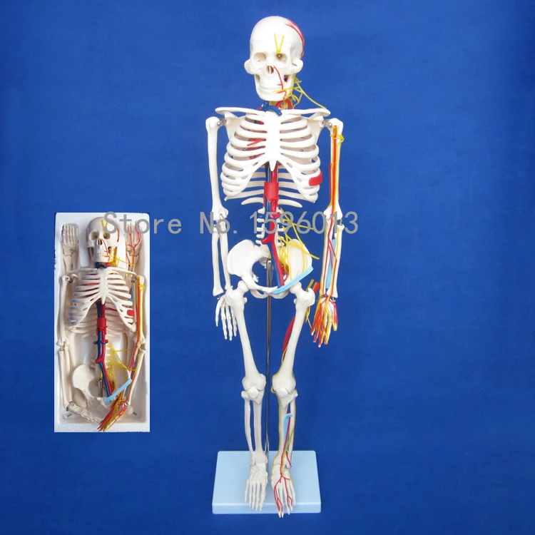 

HOT Human 85cm Skeleton with Nerves and Blood Vessels Model, Human Skeleton Model