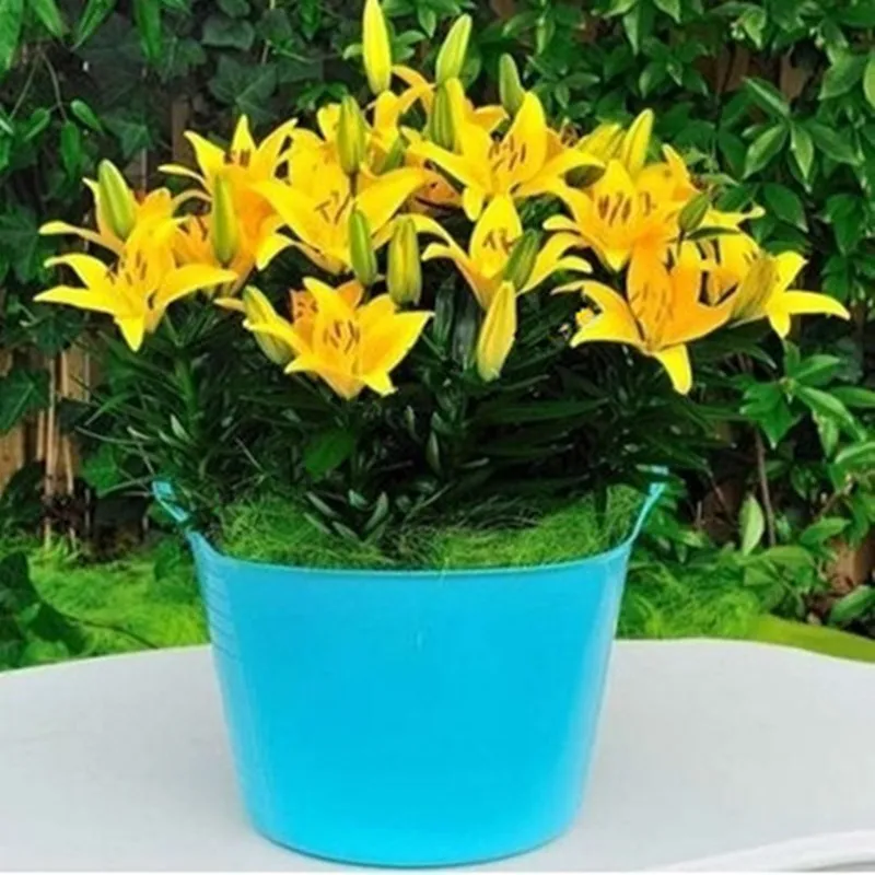 elegant and beautiful Lily Plant bonsais Bonsai Plant Flower bonsais for Home Garden 30pcs elegant and beautiful Lily Plant bonsais Bonsai Plant Flower bonsais for Home Garden 30pcs