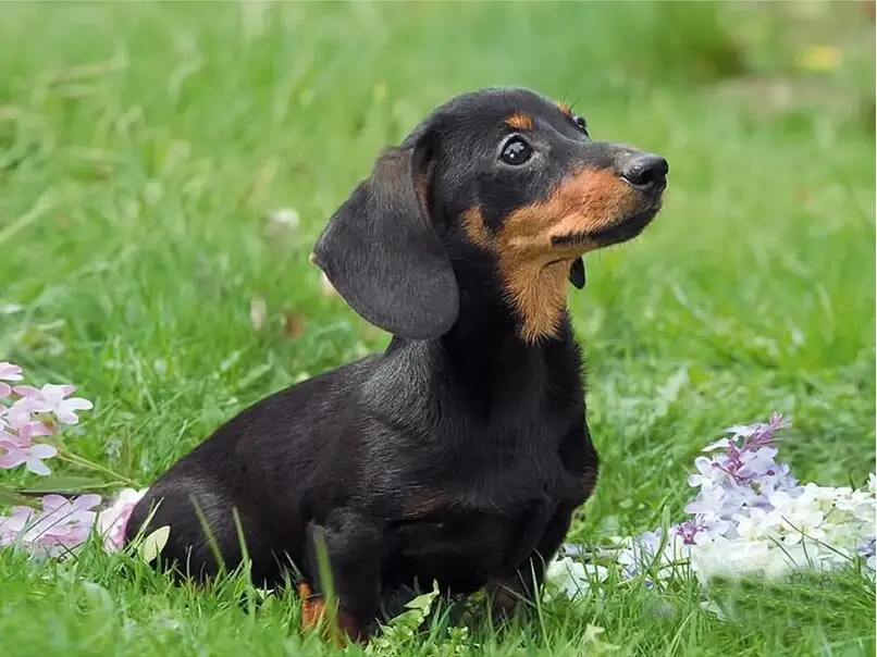 Dachshund dog