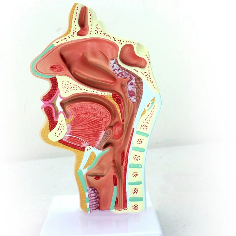  Human Anatomical Nasal Cavity Throat Anatomy Medical Model For Science Classroom Study Display Teac - 33045998180