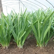 2019 Sale Semillas Chinese Chive Bonsai Potted Leek Plants Garden For Home Easy To Grow Vegetables Four Seasons Planting 1 /bag