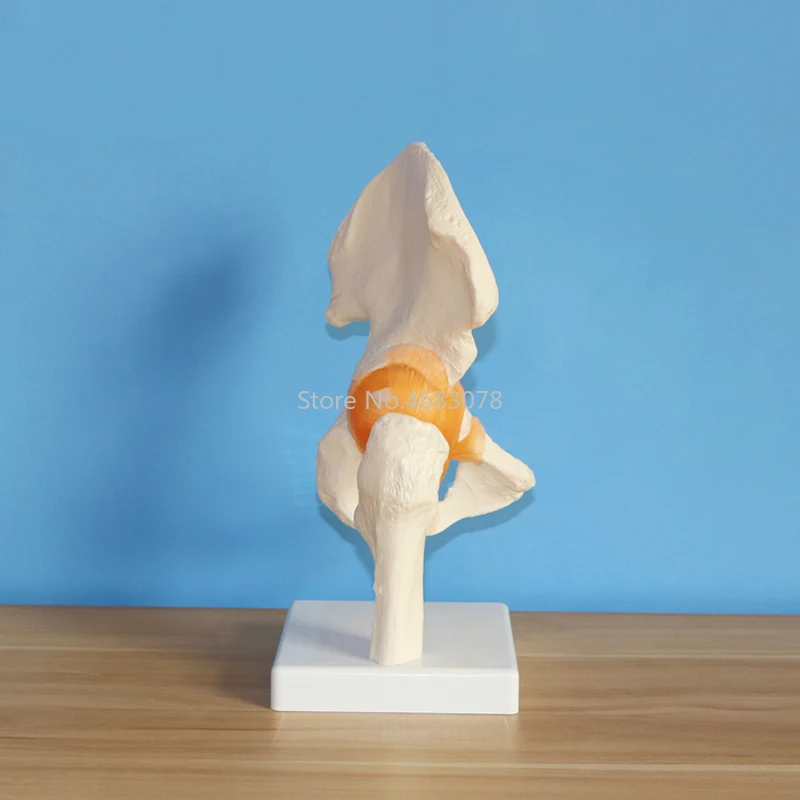 Life Size Human Ligament Hip Joint Medical Anatomy Model Skeleton Medical Science Stationery for teaching supplies