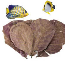 10 шт. класс A натуральный Terminalia Catappa Foetida листья остров миндаль лист очистки рыбы/лечение аквариума
