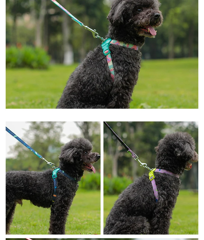 puppy collar set (10)