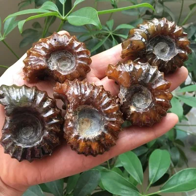 

6pcs NATURAL Polished "Goat Horn" Fossil Ammonite Douvilleiceras Madagascar