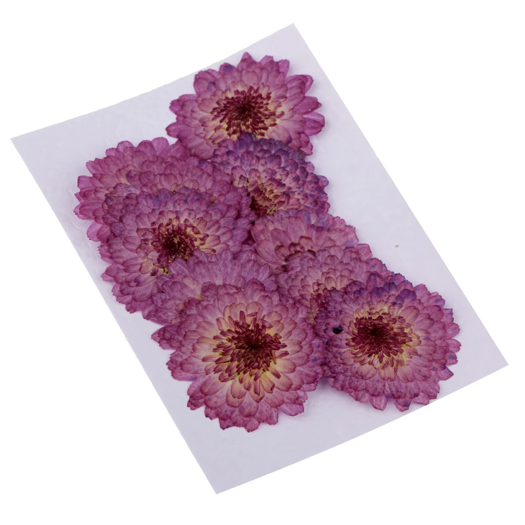 20 Pieces Pressed Dried Daisy & Lobelia Flower Dried Real Flowers Embellishments Card Making Crafts