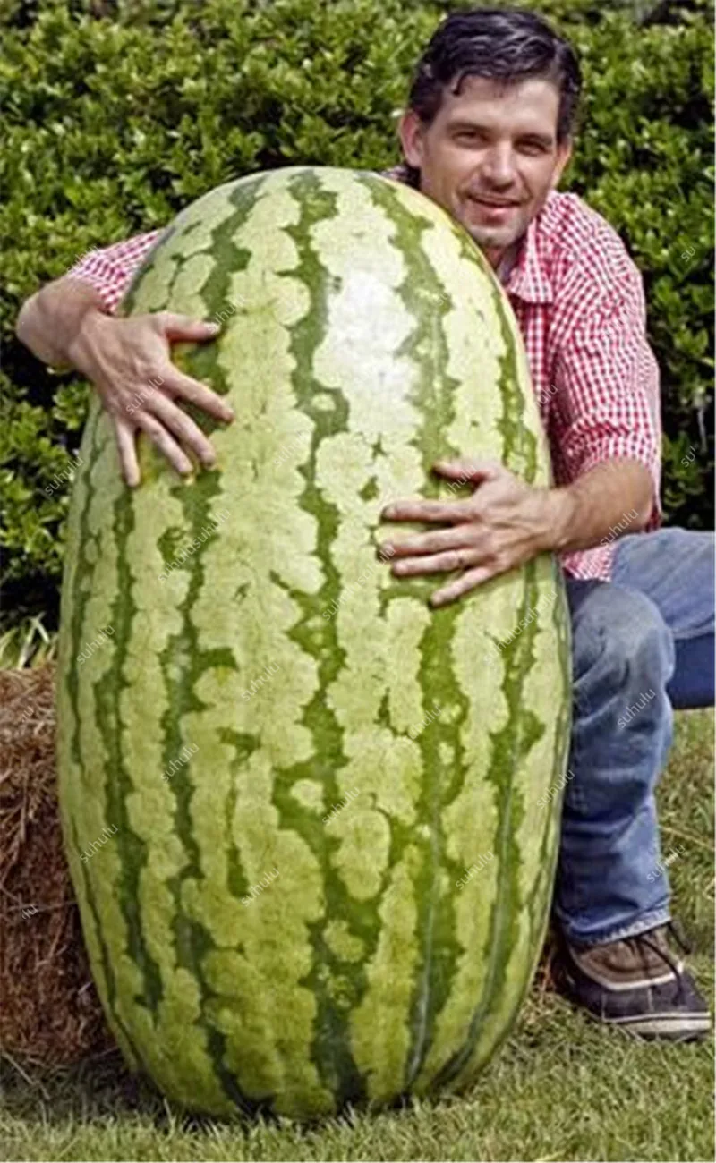 

Sale! 20 Pcs Rare Watermelon bonsai Fruit plants, Giant very big watermelon, sprouting rate 95%, edible Succulent bonsai planta