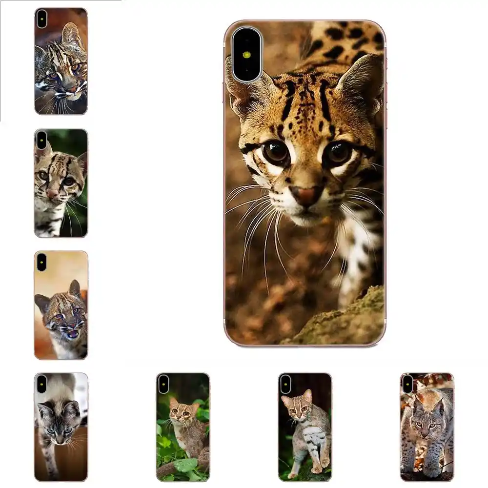 rusty spotted cat for sale